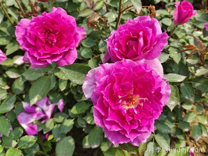 天方夜谭月季Sheherazad(图5)