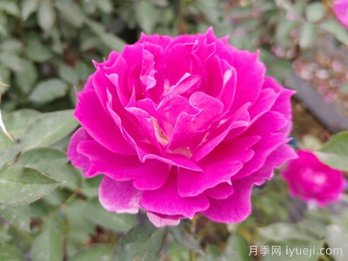 天方夜谭月季Sheherazad(图3)