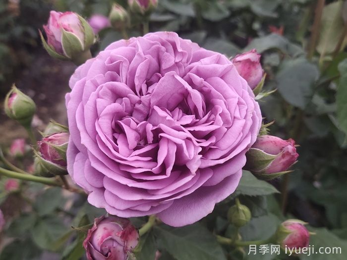 紫雾泡泡月季/迷雾泡泡Misty Bubbles(图1)