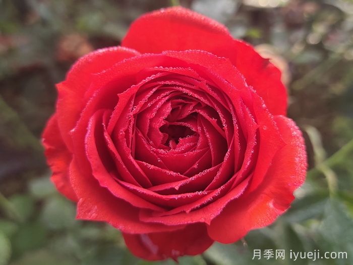 红苹果月季Red Apple(图1)