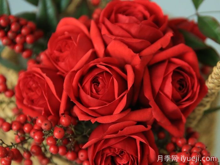 红苹果月季Red Apple(图4)