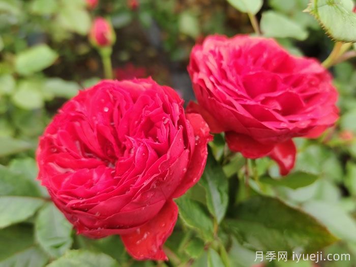 红苹果月季Red Apple(图5)