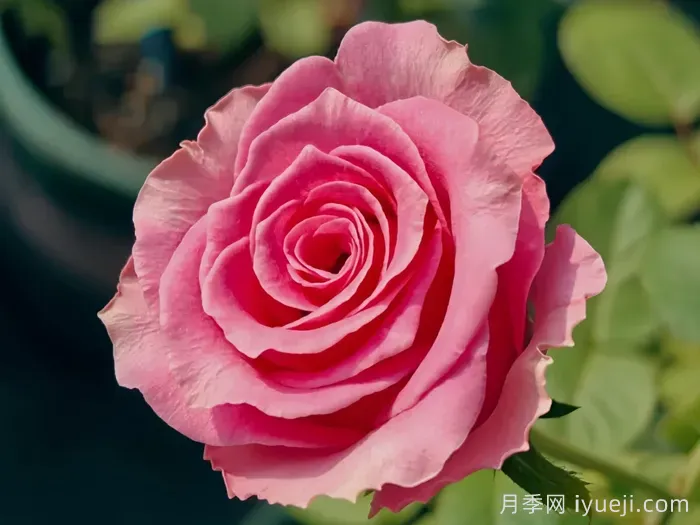 海滨乐园月季/水上游戏Water Game(图2)