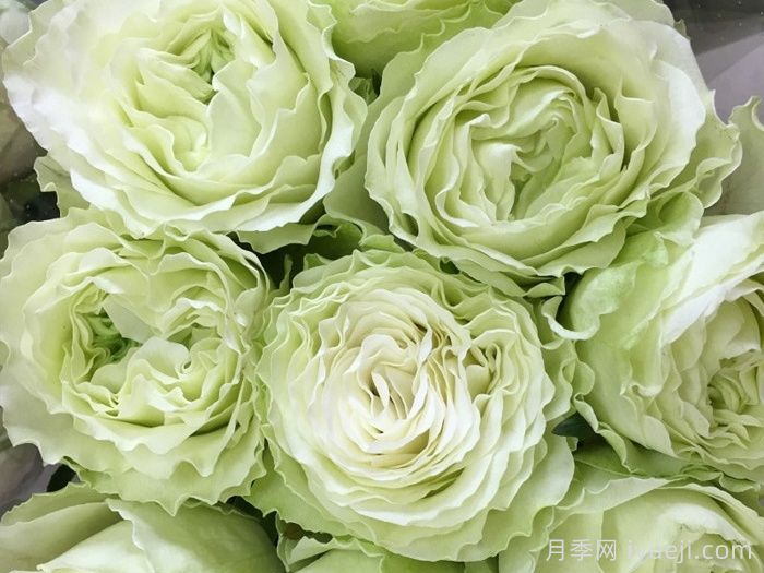 女士时装月季/高级时装Haute Couture(图1)