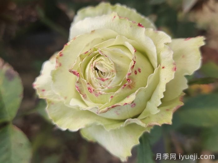 女士时装月季/高级时装Haute Couture(图2)