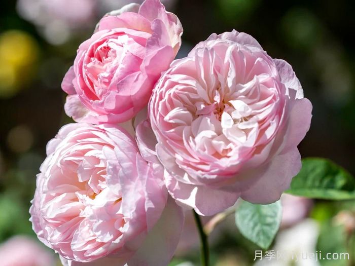 温柔的赫敏月季/仁慈的赫敏月季Gentle Hermione(图2)