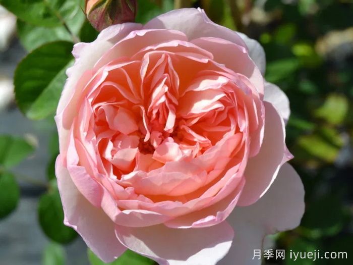 温柔的赫敏月季/仁慈的赫敏月季Gentle Hermione(图1)