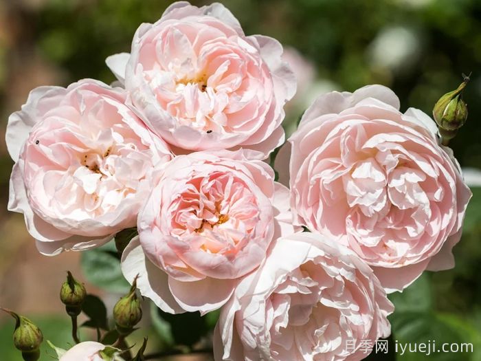 温柔的赫敏月季/仁慈的赫敏月季Gentle Hermione(图4)