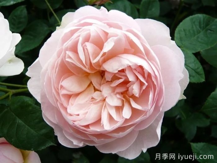 温柔的赫敏月季/仁慈的赫敏月季Gentle Hermione(图3)