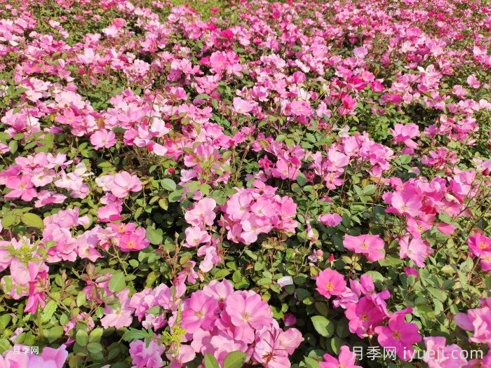 杏花村月季Betty Prior(图4)