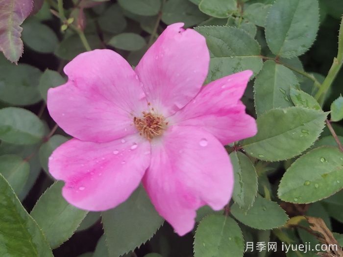 杏花村月季Betty Prior(图6)