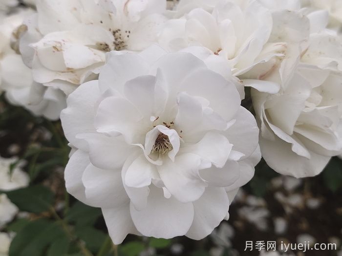 冰山月季Ice Berg(图3)