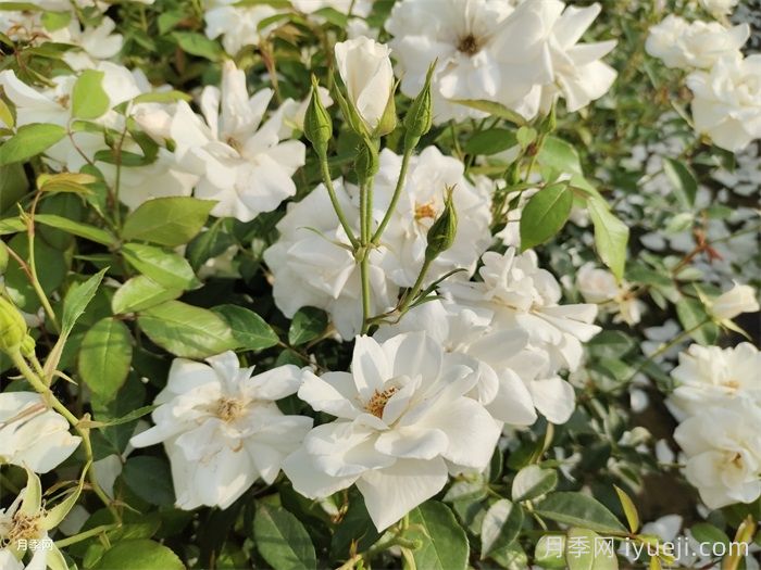 冰山月季Ice Berg(图4)