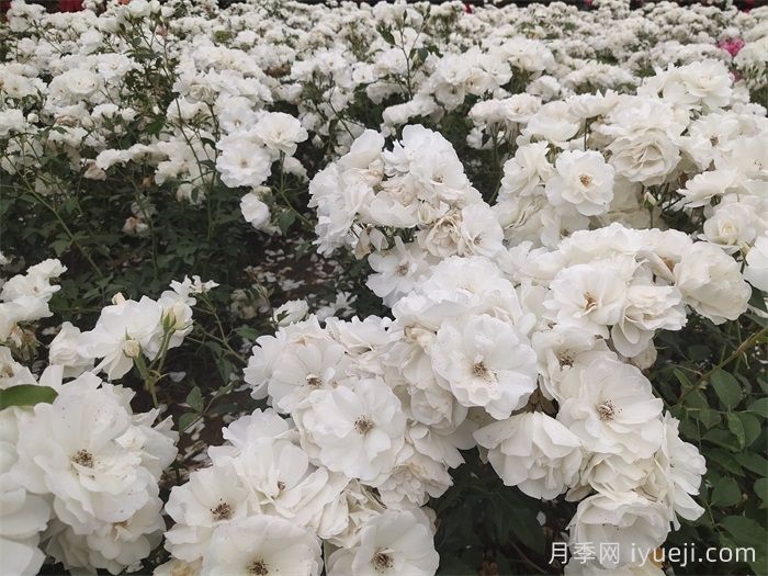 冰山月季Ice Berg(图6)