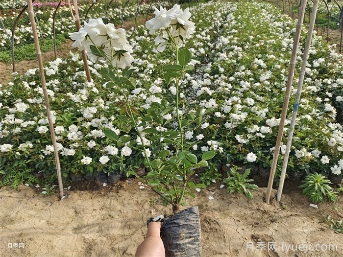 冰山月季Ice Berg(图8)