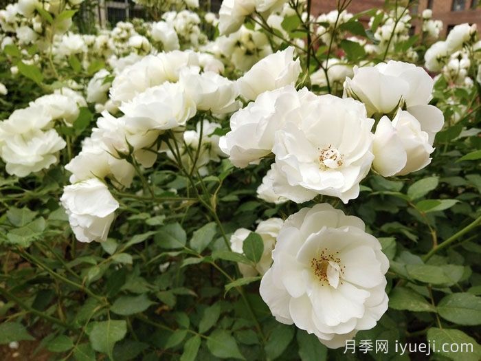 藤冰山月季Iceberg Climbing(图2) 藤冰山月季Iceberg Climbing(图2)