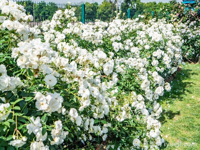 藤冰山月季Iceberg Climbing(图3) 藤冰山月季Iceberg Climbing(图3)