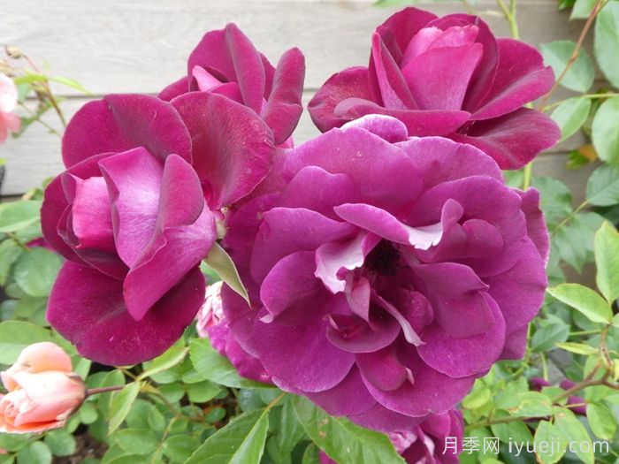 葡萄冰山月季Burgundy Iceberg(图5)