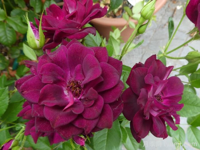 葡萄冰山月季Burgundy Iceberg(图1)