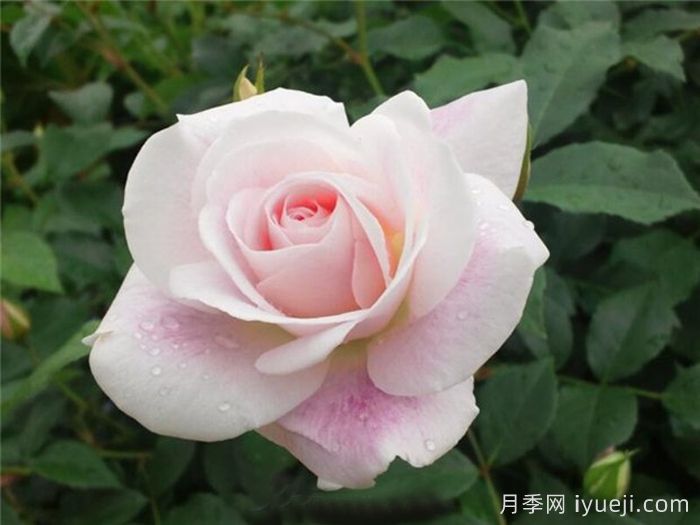 腮红冰山月季Blushing Icebrg(图1)