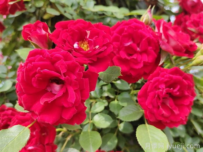 藤本小女孩月季/夏令营月季Maidy(图1) 藤本小女孩月季/夏令营月季Maidy(图1)