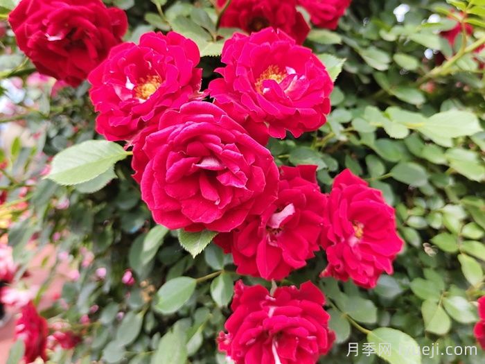 藤本小女孩月季/夏令营月季Maidy(图2) 藤本小女孩月季/夏令营月季Maidy(图2)