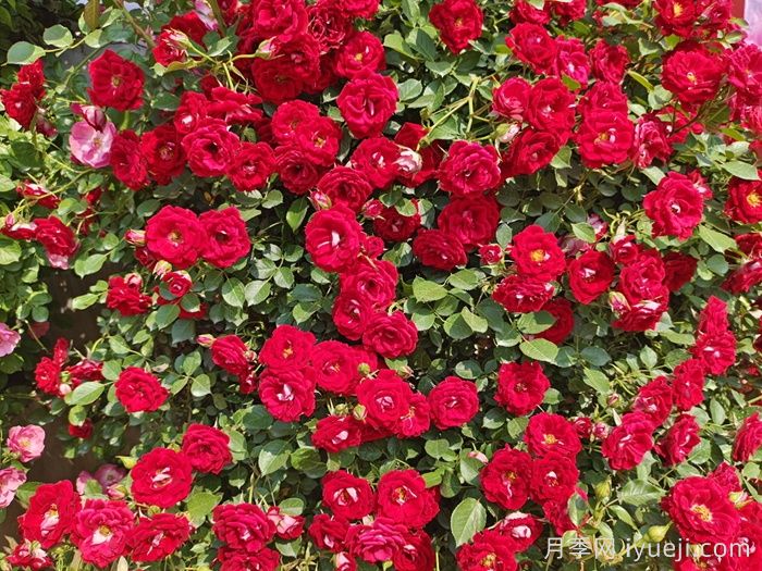 藤本小女孩月季/夏令营月季Maidy(图3) 藤本小女孩月季/夏令营月季Maidy(图3)