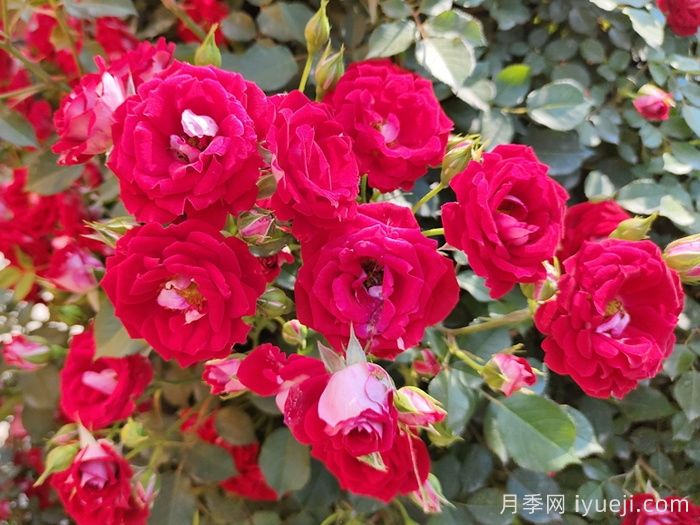 藤本小女孩月季/夏令营月季Maidy(图4) 藤本小女孩月季/夏令营月季Maidy(图4)