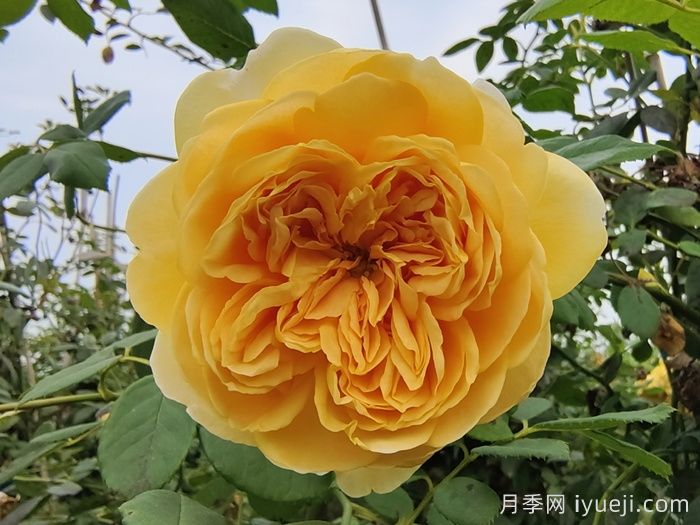 黄金庆典月季/金色庆典Golden Celebration(图4)