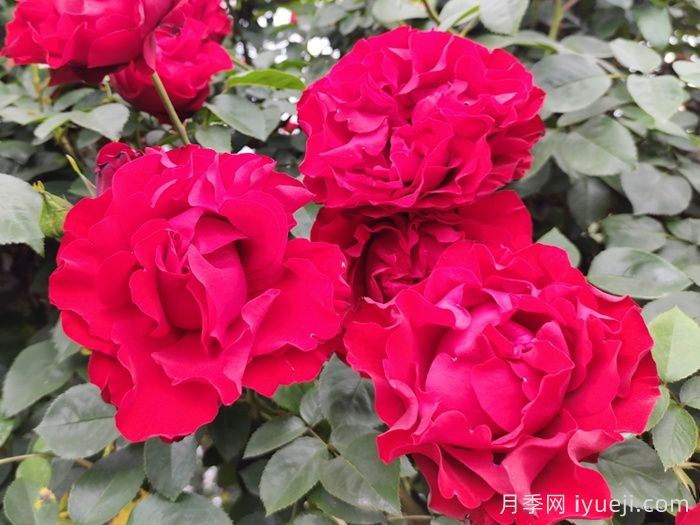 御用马车月季Parkdirektor Riggers(图2)