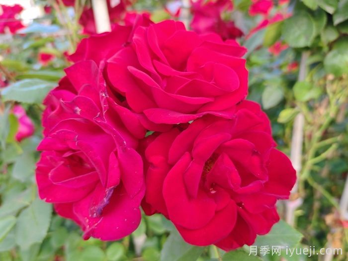 御用马车月季Parkdirektor Riggers(图4)