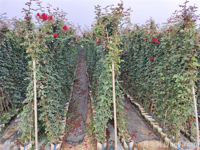 御用马车月季Parkdirektor Riggers(图5)