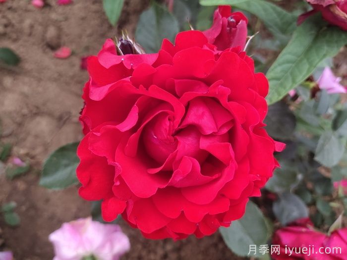 御用马车月季Parkdirektor Riggers(图6)