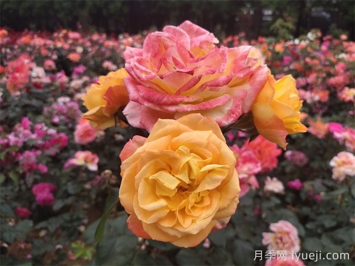 光谱月季Spectra(图2)