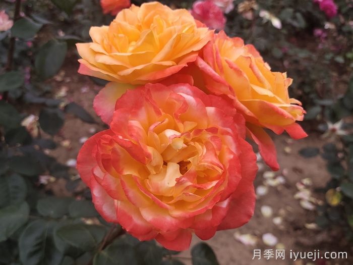 光谱月季Spectra(图4)