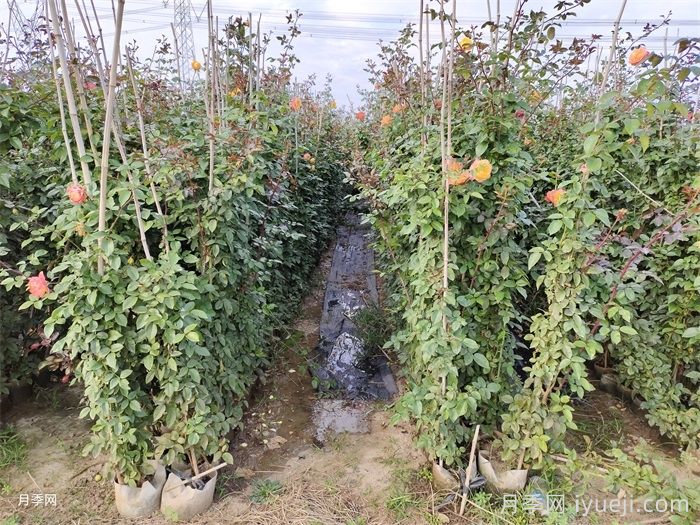 光谱月季Spectra(图5)