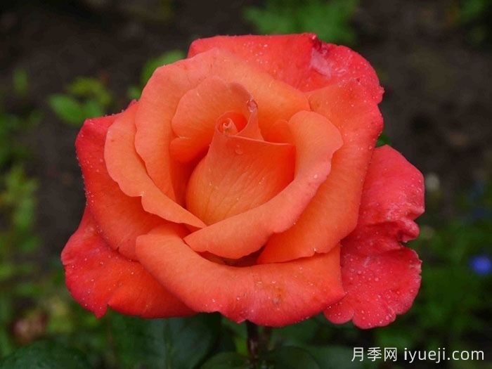 却可克月季Chacock(图3)