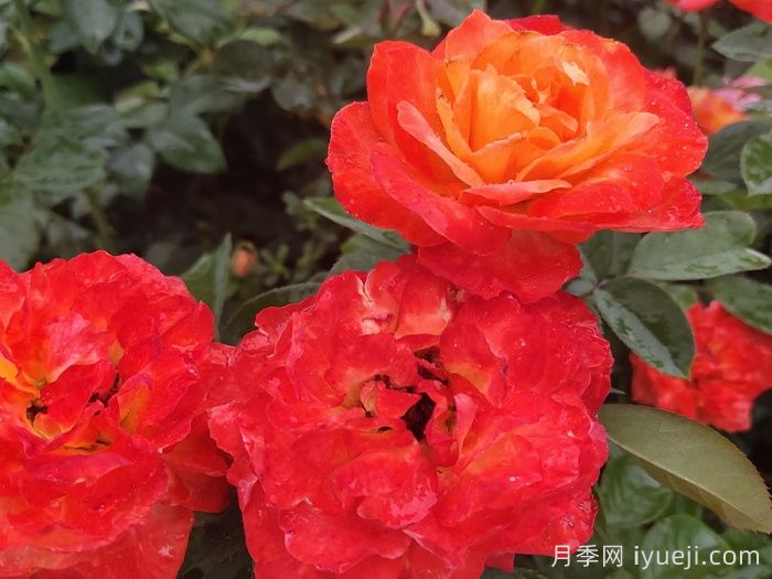 却可克月季Chacock(图4)