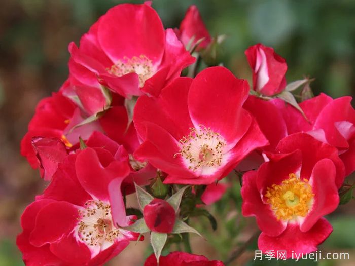 无忧无虑月季Carefree Spirit(图1) 无忧无虑月季Carefree Spirit(图1)