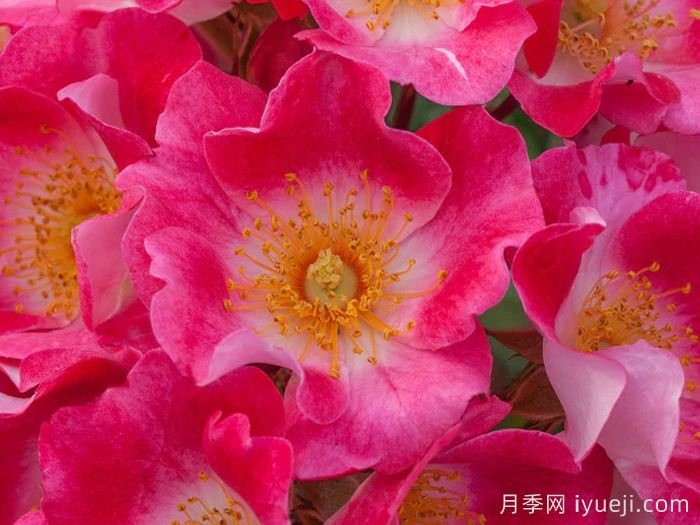 无忧无虑月季Carefree Spirit(图2) 无忧无虑月季Carefree Spirit(图2)