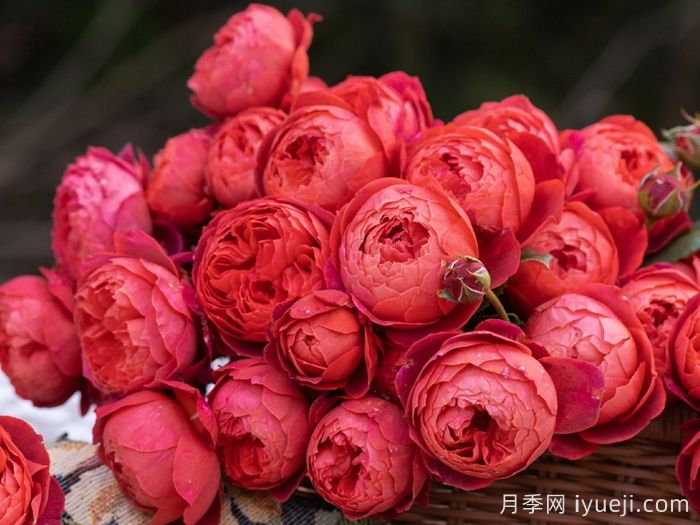 朱砂碗月季(图3)