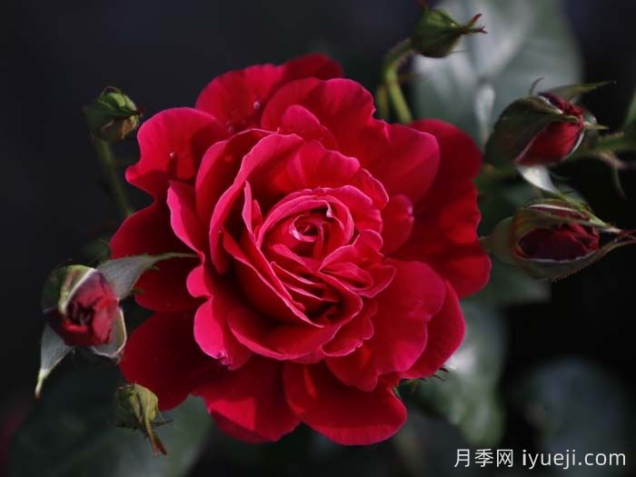 14周年红月季/朝阳红(图2) 14周年红月季/朝阳红(图2)