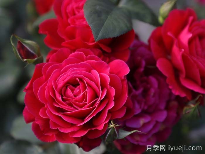 14周年红月季/朝阳红(图1) 14周年红月季/朝阳红(图1)