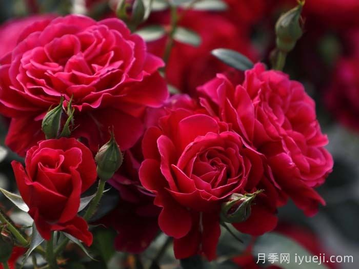 14周年红月季/朝阳红(图3) 14周年红月季/朝阳红(图3)