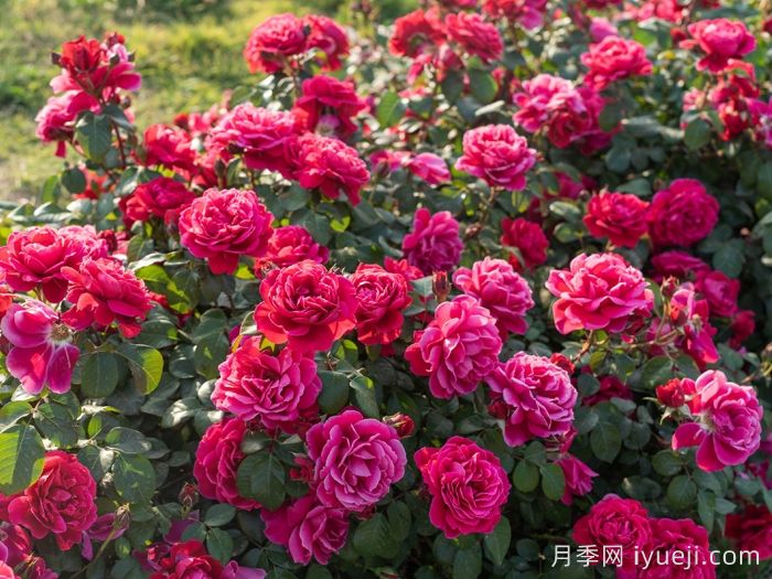 14周年红月季/朝阳红(图4) 14周年红月季/朝阳红(图4)