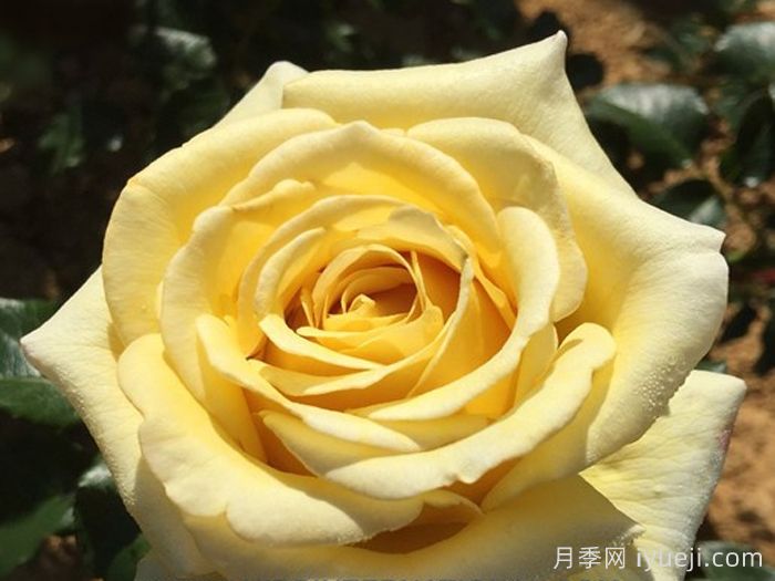 阿巴德月季(黄色)(图1) 阿巴德月季(黄色)Aubade(图1)