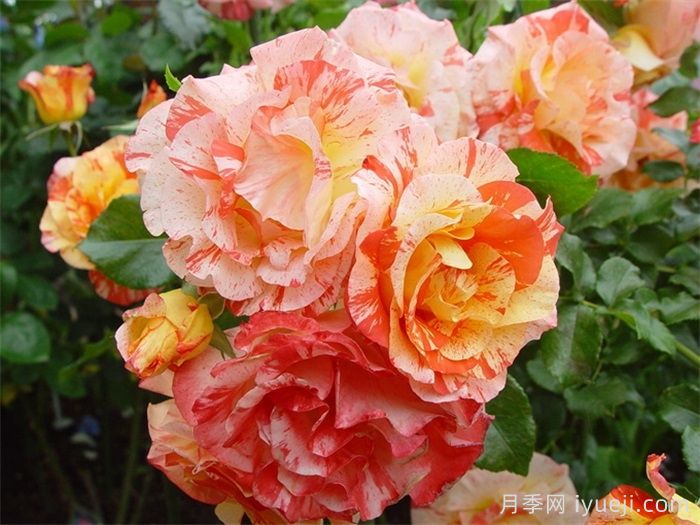 阿尔弗莱德西斯莱月季Alfred Sisley(图1)