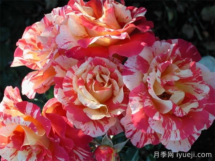 阿尔弗莱德西斯莱月季Alfred Sisley(图2)