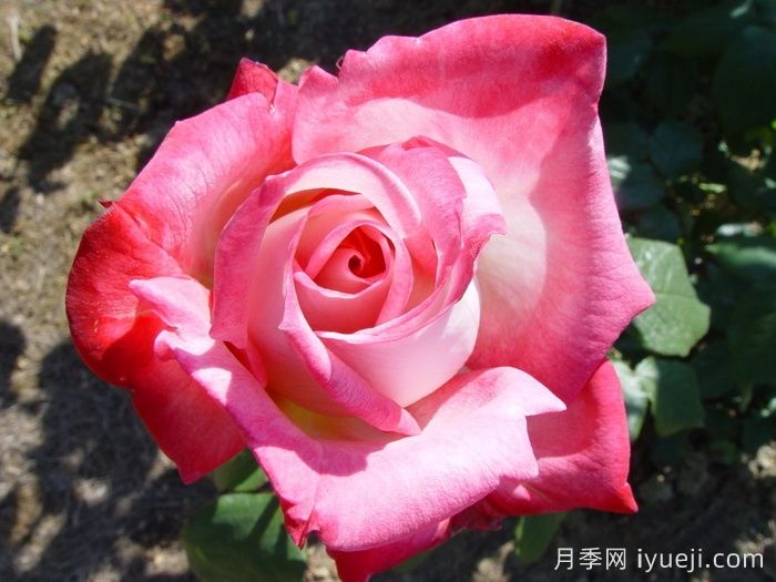 阿尔推斯75月季/阿尔蒂斯75/阿尔推司75Altesse75(图2)