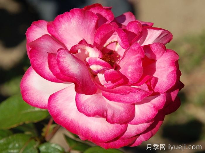 阿尔推斯75月季/阿尔蒂斯75/阿尔推司75Altesse75(图3)